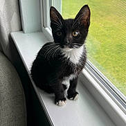 Elvis joined the competition — help win amazing prizes! kitten, cat, black_and_white, tuxedo_cat, windowsill, window, mesh_screen, green_grass, indoor, pet, animal, young_cat, curious, fur, whiskers, ears, natural_light, sitting, looking_outside, houseplant_shadow