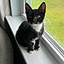 kitten, cat, black_and_white, tuxedo_cat, windowsill, window, mesh_screen, green_grass, indoor, pet, animal, young_cat, curious, fur, whiskers, ears, natural_light, sitting, looking_outside, houseplant_shadow