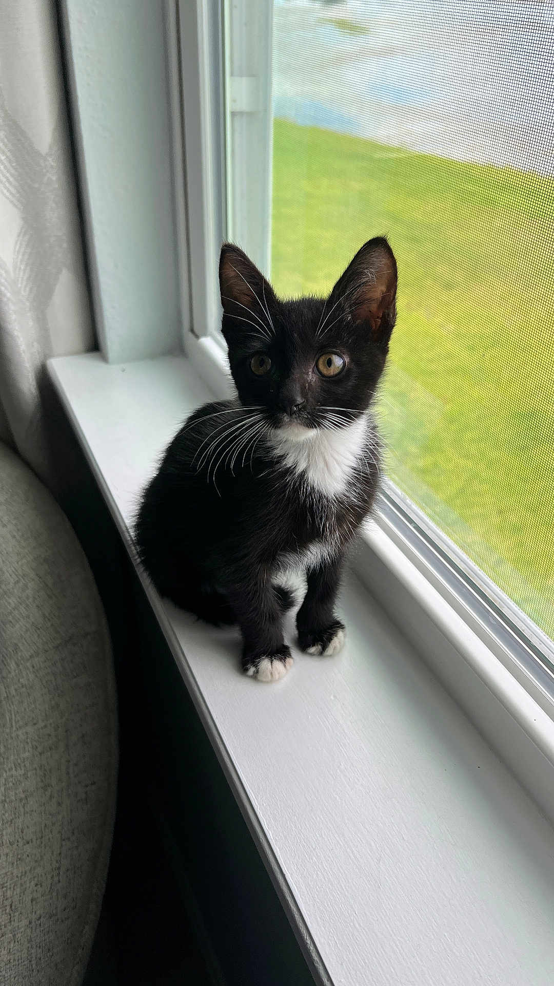 Elvis