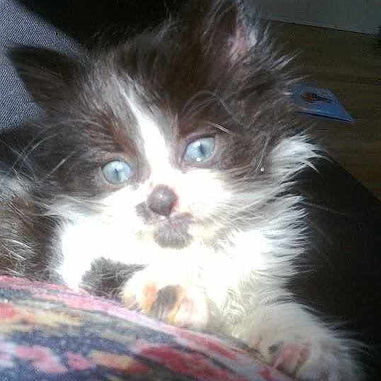 Bear is registered to the contest to win money with this photo: