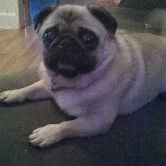 Daisy