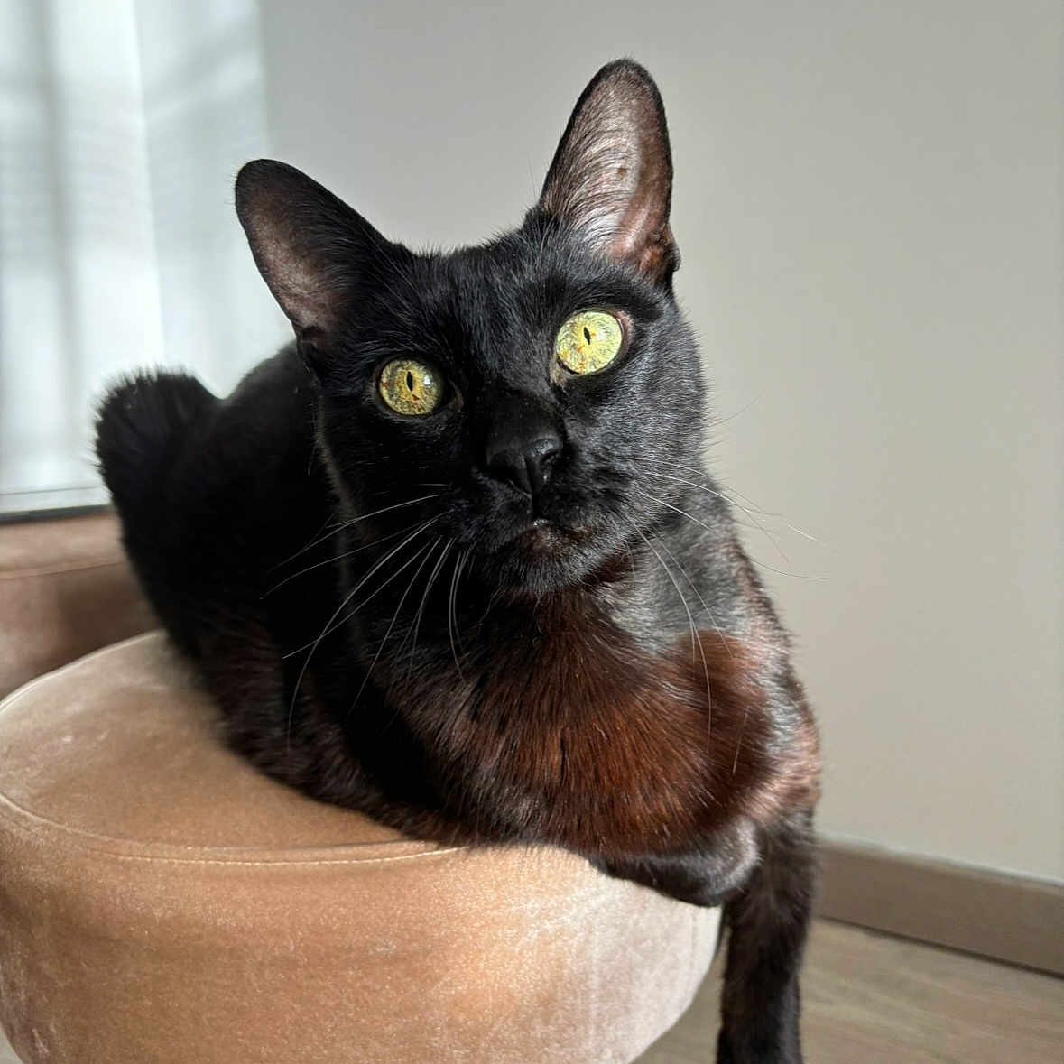 Fidji a rejoint le concours — aidez-le/la à gagner de superbes lots ! abyssinian, animal, barstool, blackcat, cat, egyptiancat, furniture, manx, ottoman, pet
