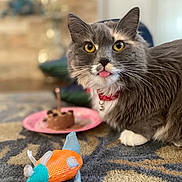 Toph is registered to the contest to win money with this photo: cat, tongue_out, yellow_eyes, red_collar, toy_mouse, carpet, patterned_carpet, plate, cake, indoor, pet, feline, close_up, fluffy, whiskers, playful, domestic_animal, household, cute, animal