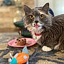 cat, tongue_out, yellow_eyes, red_collar, toy_mouse, carpet, patterned_carpet, plate, cake, indoor, pet, feline, close_up, fluffy, whiskers, playful, domestic_animal, household, cute, animal