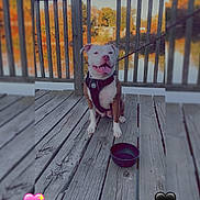 Paris joined the competition — help win amazing prizes! dog, harness, wooden_deck, lake, autumn, trees, leaves, outdoor, pet, smiling, tongue_out, water_bowl, fence, daylight, nature, animal, happy, canine, leash, playful