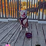 dog, harness, wooden_deck, lake, autumn, trees, leaves, outdoor, pet, smiling, tongue_out, water_bowl, fence, daylight, nature, animal, happy, canine, leash, playful