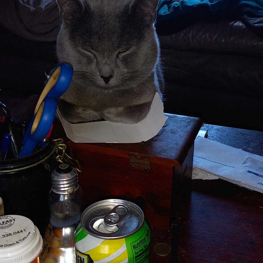 Luciher joined the competition — help win amazing prizes! ashtray, blanket, box, cat, cigarette_butts, cluttered, curtains, domestic, furniture, gray_cat, household_items, indoor, leather_couch, pet, pill_bottle, relaxing, scissors, soda_can, window, wooden_table