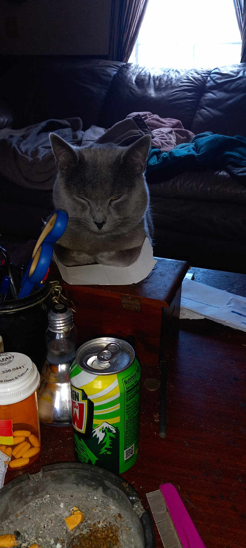 Luciher joined the competition — help win amazing prizes! ashtray, blanket, box, cat, cigarette_butts, cluttered, curtains, domestic, furniture, gray_cat, household_items, indoor, leather_couch, pet, pill_bottle, relaxing, scissors, soda_can, window, wooden_table