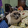 Esther is registered to the contest to win money with this photo: cat, siamese_cat, pet, indoor, blanket, floral_pattern, furniture, drawer, room, curious, animal, cute, whiskers, ears, closeup, resting, domestic, cozy, home, soft