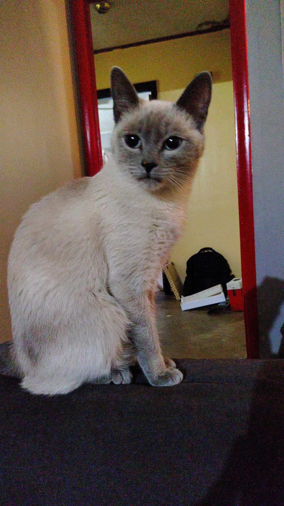 Esther joined the competition — help win amazing prizes! cat, indoor, blue_eyes, fur, pet, curious, sitting, cozy, wall, doorframe, furniture, clutter, backpack, floor, portrait, animal, mammal, whiskers, ears, home