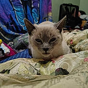 Esther is registered to the contest to win money with this photo: cat, animal, pet, indoor, quilt, floral_pattern, fabric, furniture, fur, ears, eyes, face, resting, closeup, portrait, home, colorful_background, texture, cozy, domestic
