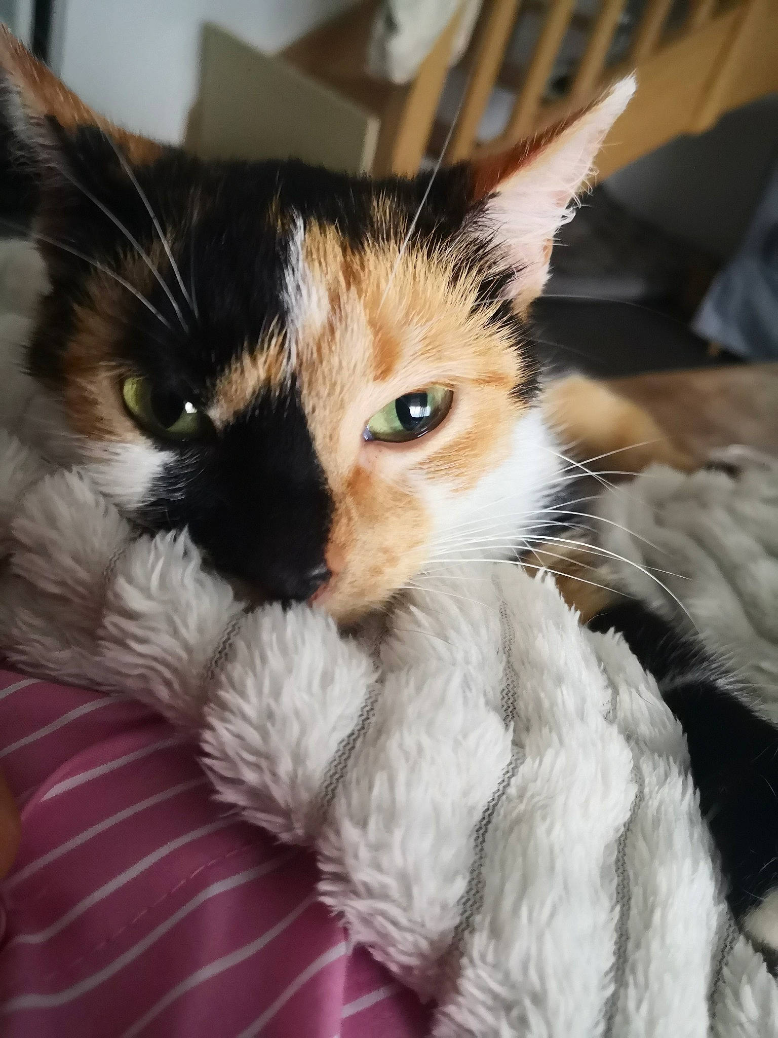 Mimine a rejoint le concours — aidez-le/la à gagner de superbes lots ! carnivore, cat, claw, comfort, domestic_short_haired_cat, ear, eye, fawn, felidae, fur, head, paw, plant, small_to_medium_sized_cats, snout, tail, whiskers