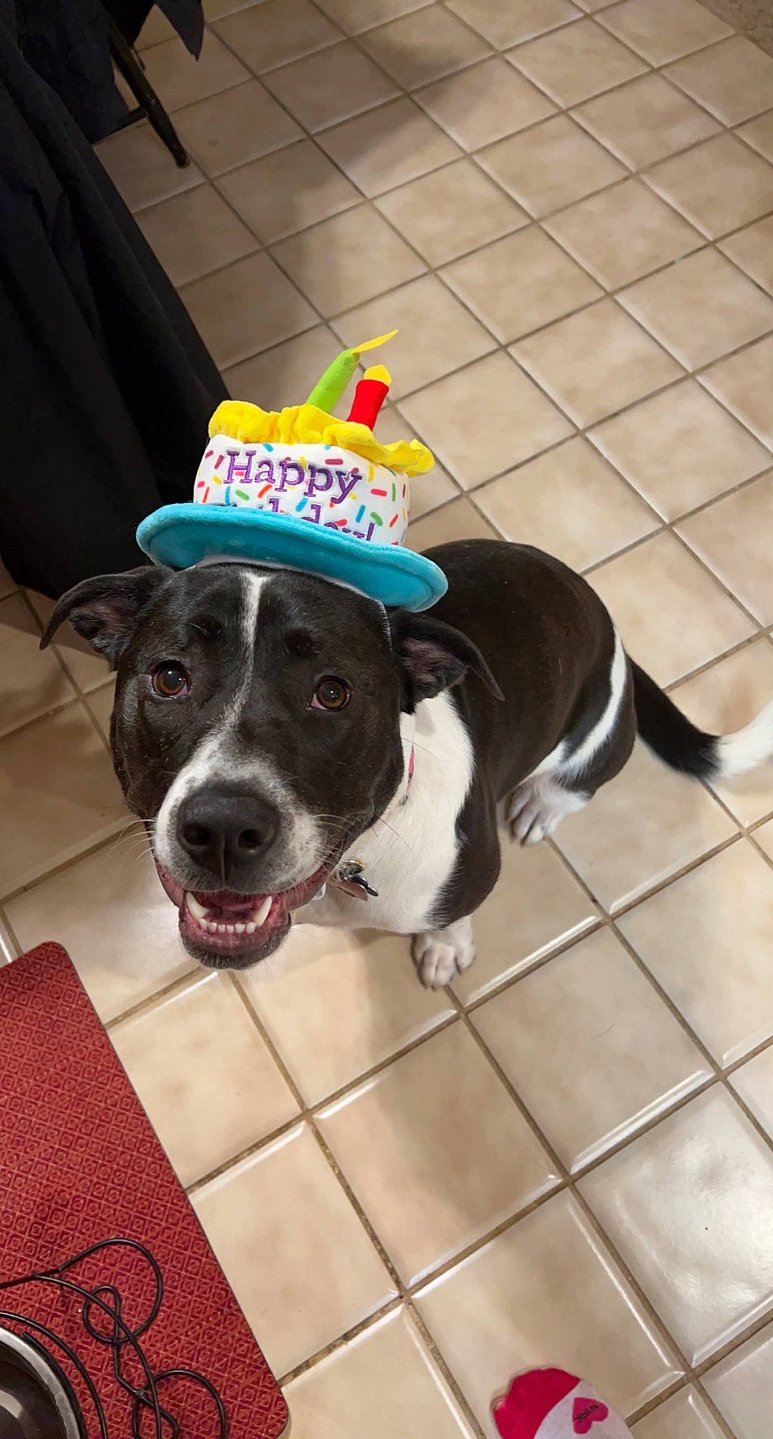 Jazzie joined the competition — help win amazing prizes! canidae, carnivore, collar, companion_dog, dog, dog_breed, dog_collar, dog_supply, fawn, floor, flooring, fur, leash, paw, pet_supply, puppy, tail, whiskers, working_animal, working_dog