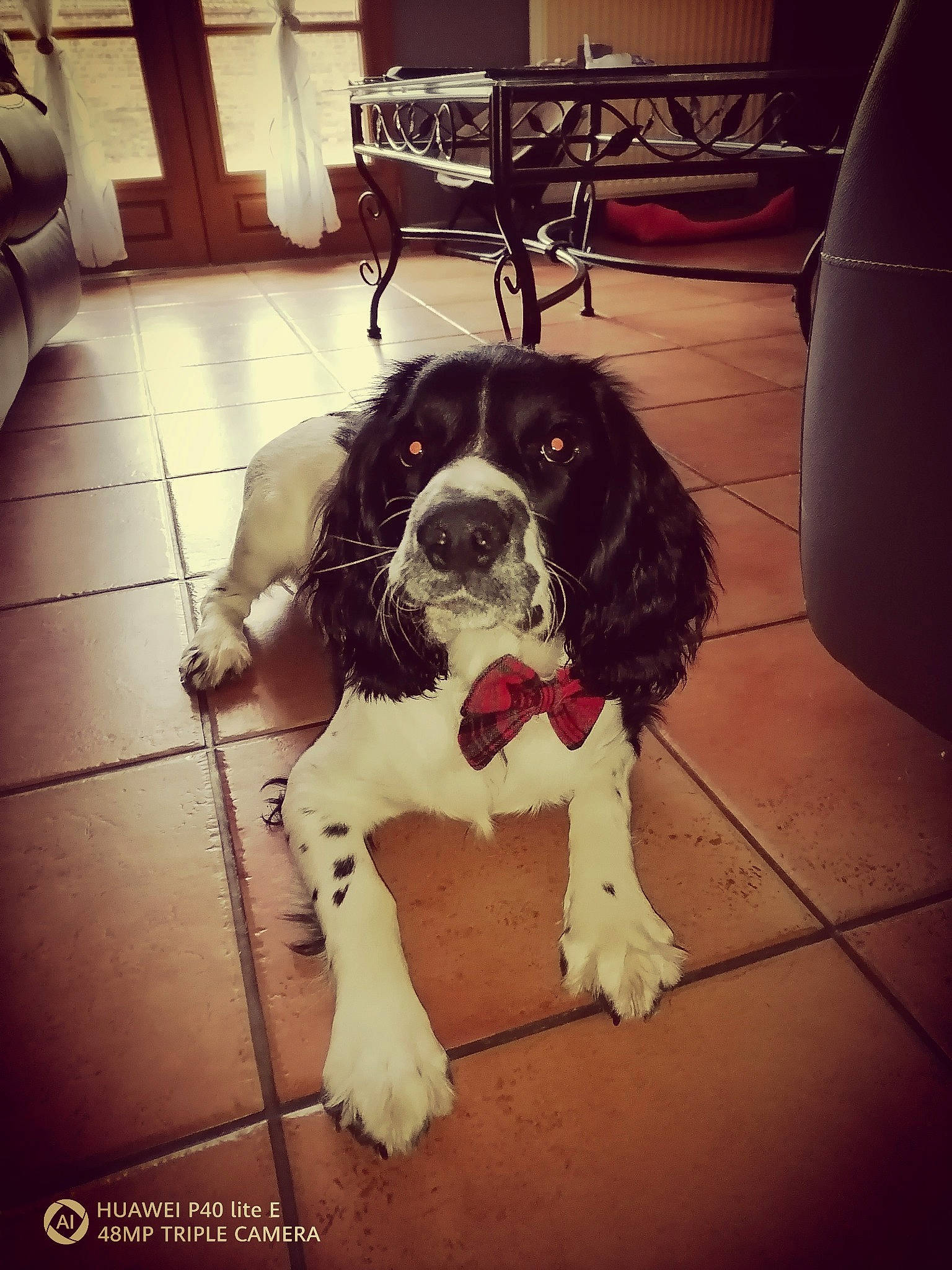 Ramos participe au concours pour gagner de l'argent avec cette photo : canidae, carnivore, cocker_spaniel, coffee_table, companion_dog, couch, dog, dog_breed, floor, flooring, fur, gun_dog, home, living_room, outdoor_furniture, russian_spaniel, snout, spaniel, sporting_group, tile