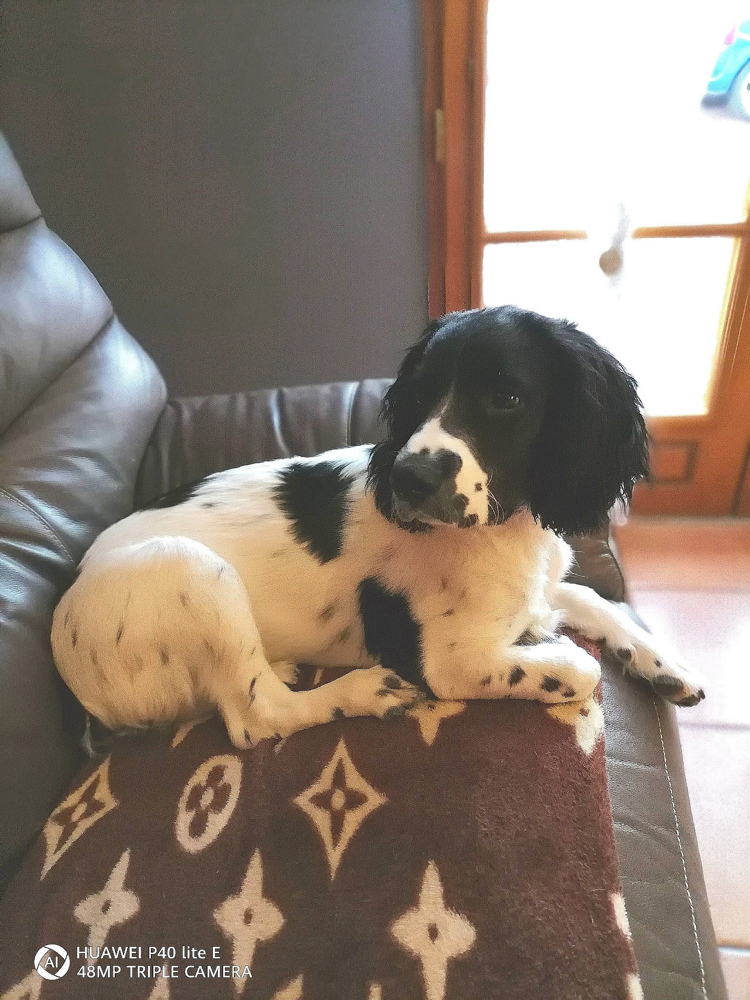 Ramos participe au concours pour gagner de l'argent avec cette photo : canidae, carnivore, cocker_spaniel, companion_dog, dog, dog_breed, drentse_patrijshond, english_springer_spaniel, french_spaniel, karakachan_dog, landseer, large_munsterlander, mammal, rare_breed_dog, russian_spaniel, small_munsterlander, spaniel, sporting_group, stabyhoun, vertebrate