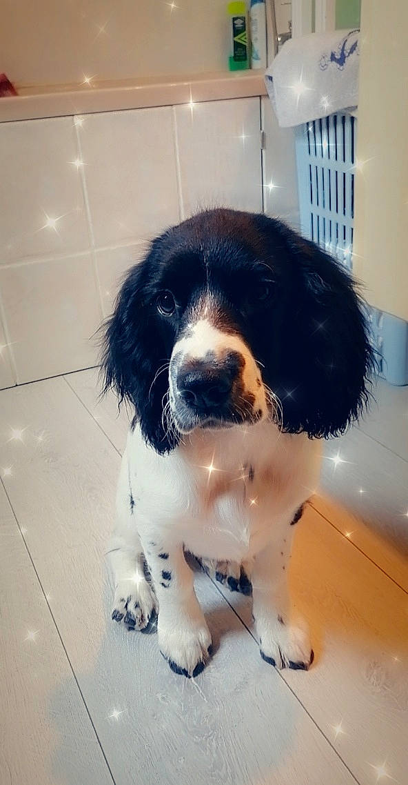 Ramos participe au concours pour gagner de l'argent avec cette photo : canidae, carnivore, companion_dog, dog, dog_breed, drentse_patrijshond, english_springer_spaniel, french_spaniel, fur, landseer, mammal, nose, puppy, rare_breed_dog, setter, snout, spaniel, sporting_group, vertebrate