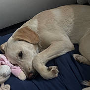 Lady participe au concours pour gagner de l'argent avec cette photo : dog, puppy, sleeping, blanket, stuffed_animal, toy, indoor, pet, resting, cozy, fur, canine, cute, animal, snuggling, relaxed, bed, comfort, laying_down, nose