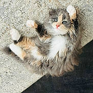 Wanda a rejoint le concours — aidez-le/la à gagner de superbes lots ! kitten, cat, fluffy, fur, paws, eyes, pink_nose, lying_down, carpet, indoor, pet, cute, playful, feline, whiskers, young, adorable, relaxed, home, animal