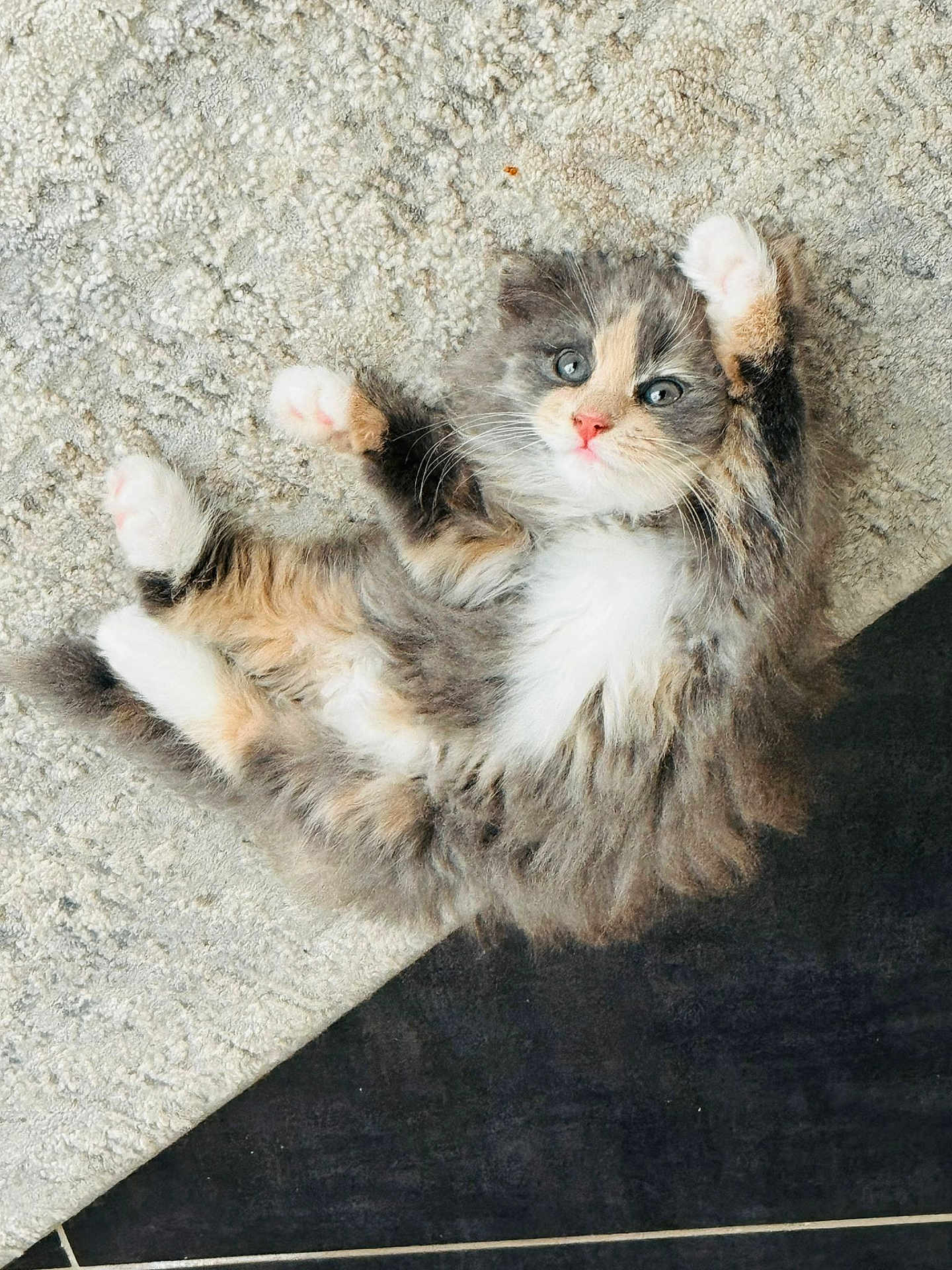 Wanda a rejoint le concours — aidez-le/la à gagner de superbes lots ! kitten, cat, fluffy, fur, paws, eyes, pink_nose, lying_down, carpet, indoor, pet, cute, playful, feline, whiskers, young, adorable, relaxed, home, animal