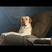 Tank is registered to the contest to win money with this photo: dog, labrador_retriever, pet, indoor, chair, recliner, brown, furniture, wall, blue_wall, table, doily, domestic, relaxed, seated, canine, companion, animal, portrait, cozy