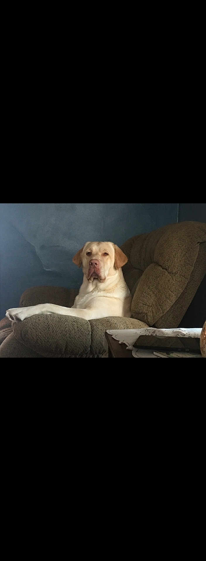 Tank is registered to the contest to win money with this photo: dog, labrador_retriever, pet, indoor, chair, recliner, brown, furniture, wall, blue_wall, table, doily, domestic, relaxed, seated, canine, companion, animal, portrait, cozy