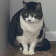 Andrew is registered to the contest to win money with this photo: animal, black, carpet, cat, corner, cute, domestic, ears, eyes, feline, fur, gray, indoor, mammal, paws, pet, sitting, tail, whiskers, white