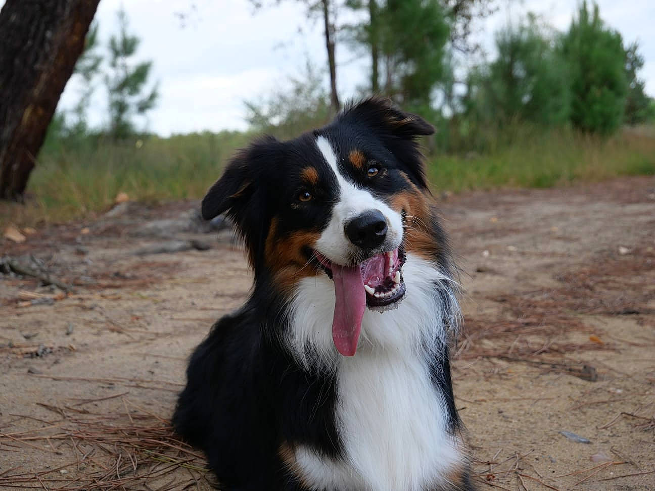 Naya a rejoint le concours — aidez-le/la à gagner de superbes lots ! appenzeller_sennenhund, australian_collie, australian_shepherd, bernese_mountain_dog, border_collie, canidae, carnivore, companion_dog, dog, dog_breed, english_shepherd, herding_dog, mammal, miniature_australian_shepherd, rare_breed_dog, sporting_group, vertebrate, welsh_sheepdog, working_dog