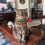 cat, tabby_cat, coffee_table, living_room, furniture, television, wooden_table, green_eyes, pet, indoor, whiskers, domestic_cat, curious, sitting, household, carpet, interior, home_decor, chair, kitchen