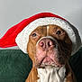 éric a rejoint le concours — aidez-le/la à gagner de superbes lots ! animal, background, brown, canine, christmas, closeup, cute, dog, ears, expression, fur, holiday, indoor, muzzle, pet, portrait, santa_hat, seated, whiskers, white