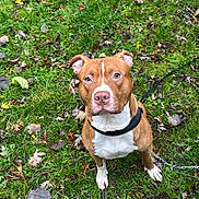 éric participe au concours pour gagner de l'argent avec cette photo : animal, autumn, brown_dog, canine, collar, dog, ears, eyes, fur, grass, ground, leash, leaves, nature, nose, outdoor, park, pet, sitting, white_chest