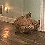 dog, pet, floor, hardwood_floor, wall, relaxed, sleeping, lamp, indoor, baseboard, paw, legs_up, muzzle, collar, cozy, low_light, grainy, doorway, light_reflection, resting