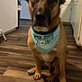 dog, canine, bandana, donut, kitchen, indoor, hardwood_floor, sitting, portrait, brown_fur, large_dog, ears, paws, snout, eyes, pet, cabinet, window, countertop, floor