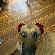 Braxton joined the competition — help win amazing prizes! dog, canine, pet, scrunchie, red_scrunchie, hardwood_floor, wood_floor, guitar, stool, paw, portrait, brown_coat, close_up, looking_up, large_nose, eyes, indoor, furniture, flooring, companion