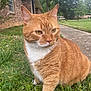 cat, ginger_cat, orange_tabby, tabby_cat, pet, animal, whiskers, ears, eyes, fur, paws, grass, sidewalk, front_yard, brick_house, porch, outdoor, close_up, portrait, nature