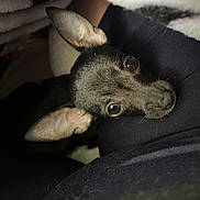 Eevee joined the competition — help win amazing prizes! dog, puppy, black_dog, ears, big_eyes, close_up, pet, indoor, blanket, lap, resting, cozy, snout, whiskers, small_dog, portrait, looking_up, fabric, cute, companion