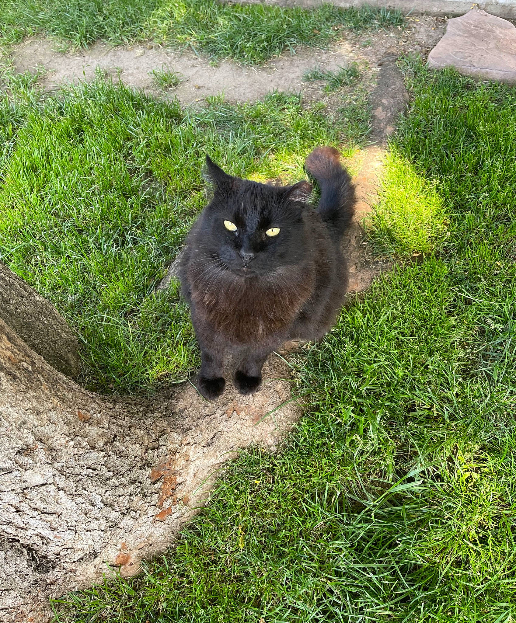 Henry