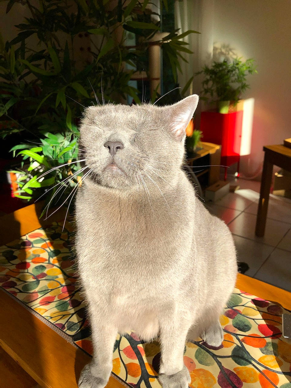 Malo participe au concours pour gagner de l'argent avec cette photo : carnivore, cat, claw, comfort, domestic_short_haired_cat, eye, fawn, felidae, flowerpot, fur, houseplant, paw, plant, sitting, small_to_medium_sized_cats, snout, tail, whiskers, window