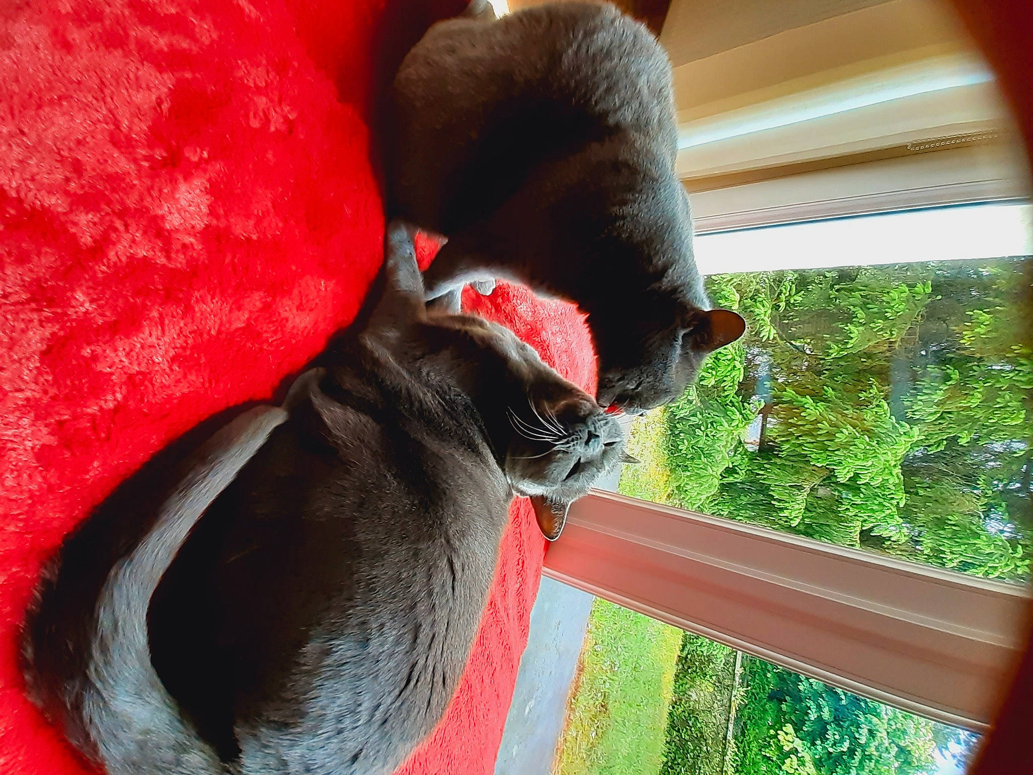 Malo a rejoint le concours — aidez-le/la à gagner de superbes lots ! carmine, carnivore, cat, comfort, fawn, felidae, fur, grass, natural_material, plant, small_to_medium_sized_cats, snout, tail, terrestrial_animal, tints_and_shades, tree, vertebrate, whiskers, window, wood