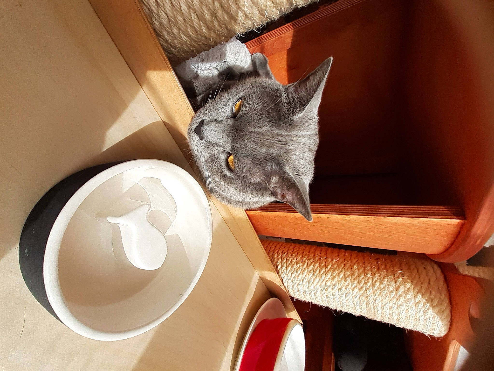 Malo a rejoint le concours — aidez-le/la à gagner de superbes lots ! audio_equipment, carnivore, cat, chair, coffee_cup, cup, domestic_short_haired_cat, drinkware, felidae, fur, metal, serveware, shelf, shelving, small_to_medium_sized_cats, tableware, tail, whiskers, window, wood