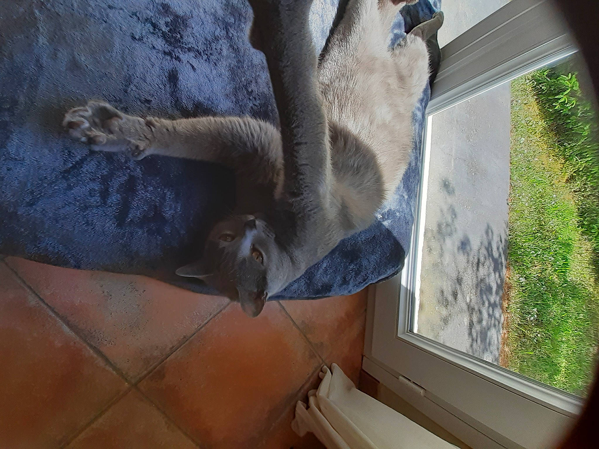 Malo participe au concours pour gagner de l'argent avec cette photo : automotive_exterior, fawn, felidae, flooring, fur, grey, hardwood, plant, sash_window, shade, snout, tail, terrestrial_animal, tints_and_shades, tree, vehicle_door, wildlife, window, wing, wood