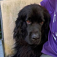 Trésor participe au concours pour gagner de l'argent avec cette photo : dog, black_dog, pet, outdoor, chair, person, purple_shirt, furry, snuggling, closeup, calm, brown_eyes, fabric, texture, relaxed, companion, animal, seat, garden, nature