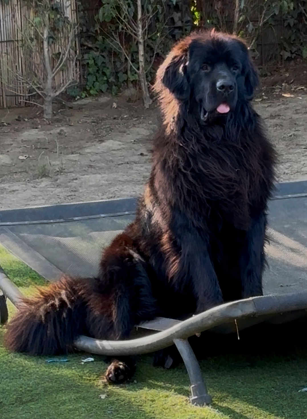 Trésor participe au concours pour gagner de l'argent avec cette photo : dog, black_dog, fluffy, outdoor, pet_bed, grass, yard, sunlight, animal, canine, tongue_out, fence, tree, nature, sitting, fur, pet, resting, shadow, daylight