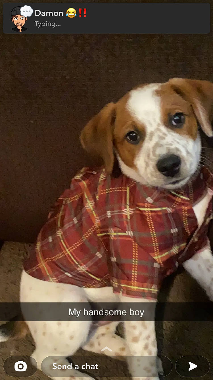 Beethoven joined the competition — help win amazing prizes! ancient_dog_breeds, beagle_harrier, carnivore, collar, companion_dog, dog, dog_breed, dog_collar, dog_supply, fawn, fur, hound, hunting_dog, pattern, pet_supply, photo_caption, plaid, tartan, terrestrial_animal, whiskers