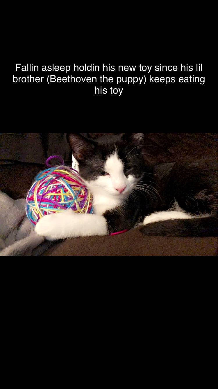 Fang joined the competition — help win amazing prizes! ball, carnivore, cat, cat_supply, comfort, darkness, domestic_short_haired_cat, felidae, font, football, fur, linens, pattern, paw, photo_caption, room, small_to_medium_sized_cats, tail, textile, whiskers