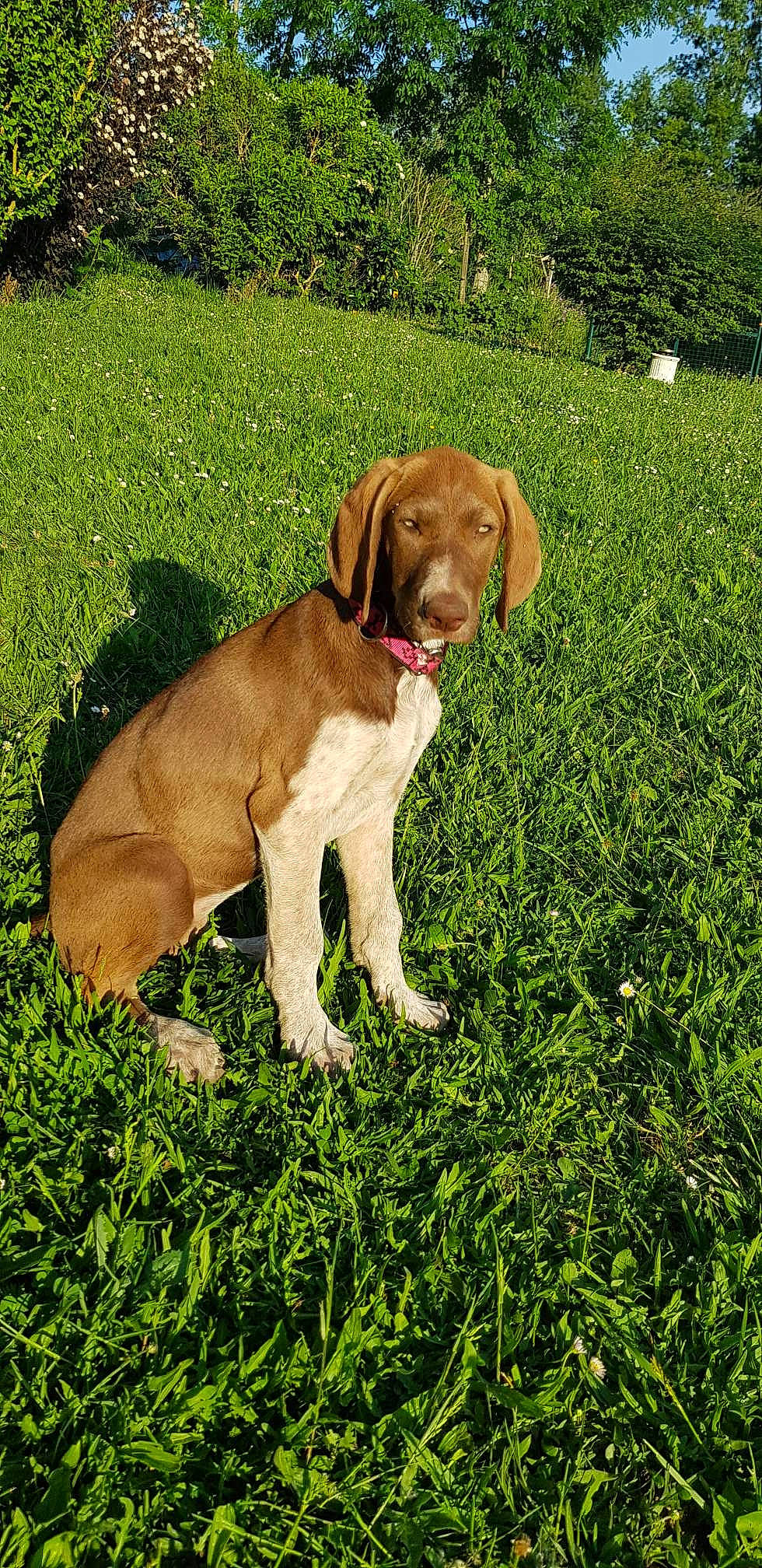 Rolly a rejoint le concours — aidez-le/la à gagner de superbes lots ! bracco_italiano, canidae, carnivore, chesapeake_bay_retriever, dog, dog_breed, dogue_de_bordeaux, grass, hunting_dog, labrador_retriever, liver, mammal, plant, pointer, pointing_breed, puppy, retriever, sporting_group, vertebrate, vizsla