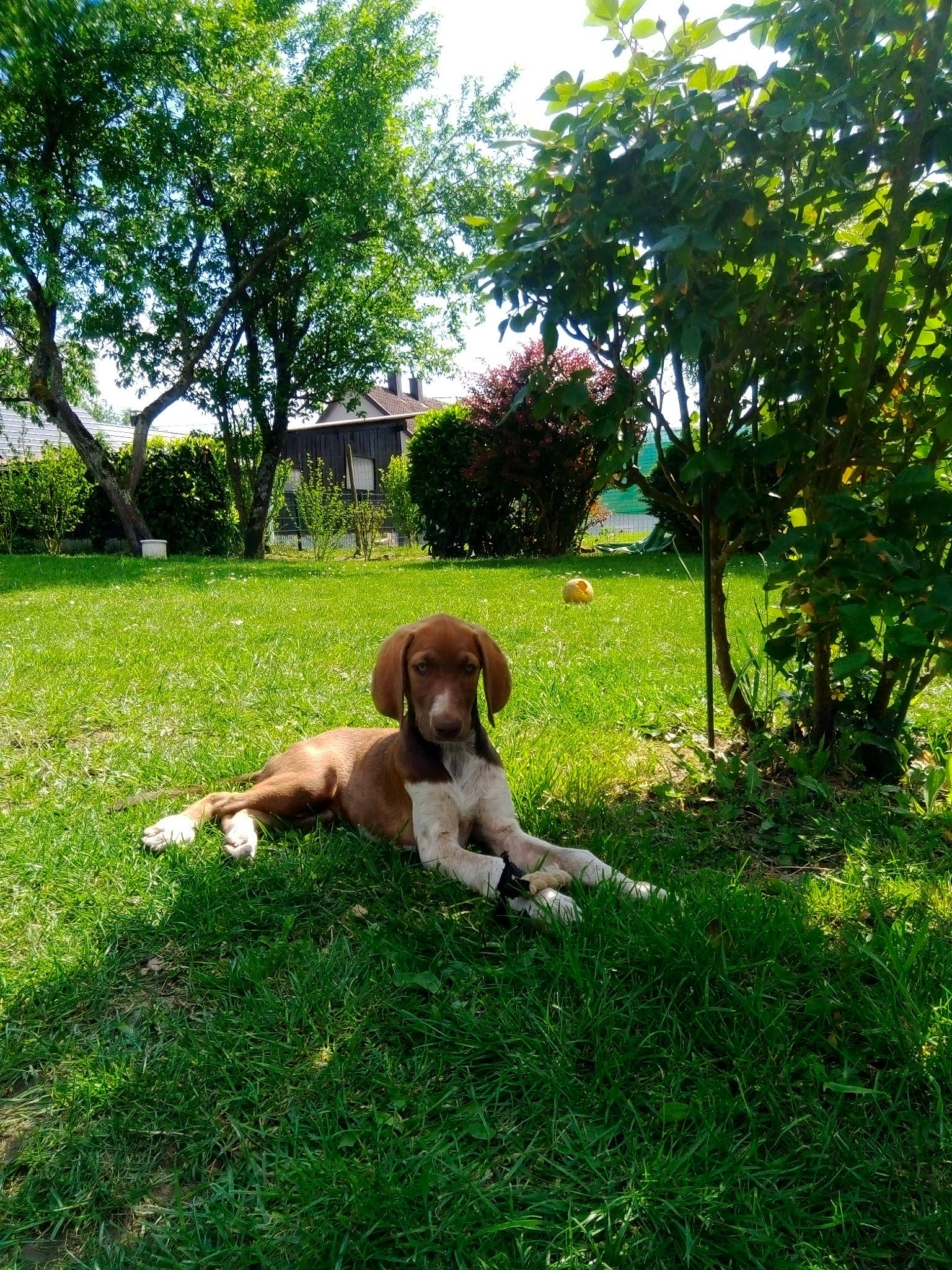 Rolly a rejoint le concours — aidez-le/la à gagner de superbes lots ! bracco_italiano, canidae, carnivore, companion_dog, dog, dog_breed, fawn, grass, hunting_dog, lawn, liver, mammal, pointer, sporting_group, vertebrate, vizsla