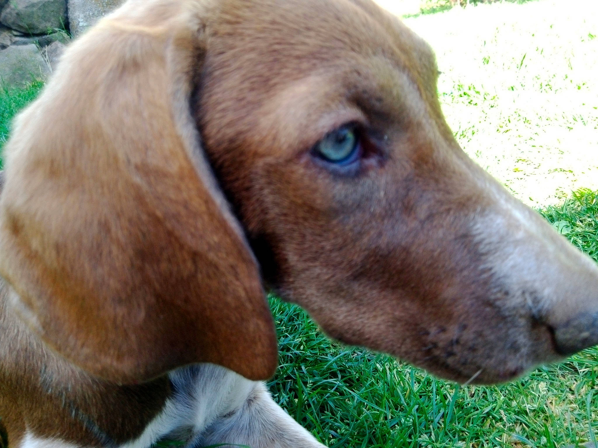 Rolly participe au concours pour gagner de l'argent avec cette photo : canidae, carnivore, dog, dog_breed, hunting_dog, liver, mammal, rare_breed_dog, snout, sporting_group, vertebrate, vizsla