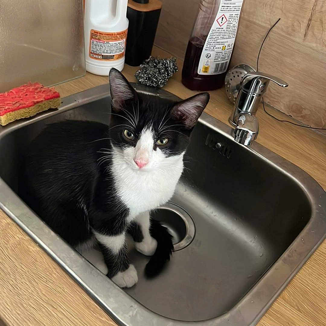 Oreo