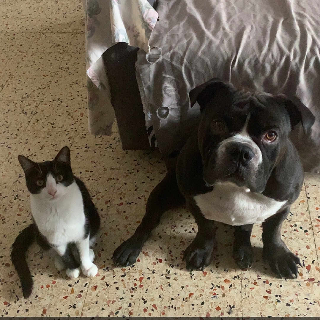 Django participe au concours pour gagner de l'argent avec cette photo : animal, architecture, bostonbull, boxer, building, bulldog, canine, cat, couch, cushion, dog, frenchbulldog, furniture, homedecor, indoors, interiordesign, livingroom, pet, puppy, room
