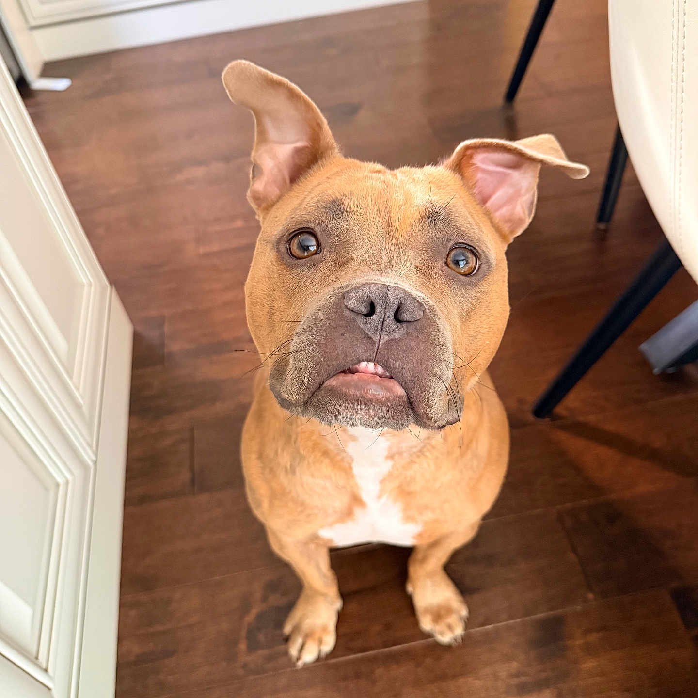 Charlie joined the competition — help win amazing prizes! animal, brown_dog, canine, closeup, curious, cute, dog, domestic, ears, expression, face, floor, indoor, kitchen, looking_up, mammal, pet, puppy, sitting, wooden_floor